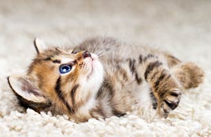 How to Remove Cat Urine Odor From Carpet