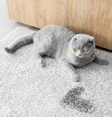 Remove Cat Urine from Carpet